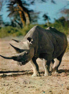 Delcampe - Carte Postale - Animaux - Rhinocéros - Faune Africaine - CPM - Voir Scans Recto-Verso - Rhinozeros