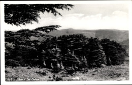 Delcampe - CPA Libanon, Les Cedres - Indien