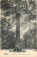 Delcampe - CPA Foret De Fontainebleau Le Jupiter - Parks, Gärten