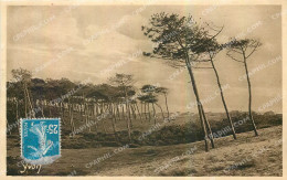 Delcampe - CPA La Douce France Les Landes De Gascogne A Cap Breton Les Pins De La Cote D'Argent Fils De La Dune - Capbreton