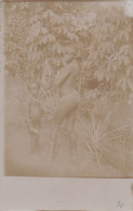 Delcampe - AFRIQUE CARTE PHOTO - Non Classés