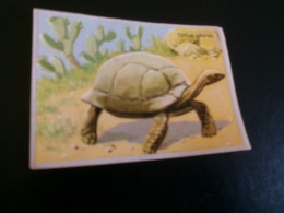 Delcampe - BELLE IMAGE (8 X 6) "BISCOTTES ET PAIN D'EPICES LUC... TORTUE GEANTE" - Autres & Non Classés