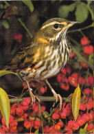 Delcampe - [-15%] CP - OISEAUX - Grive Mauvis Posée Sur Une Branche Dun Arbre Aux Fleurs Ro - Vogels
