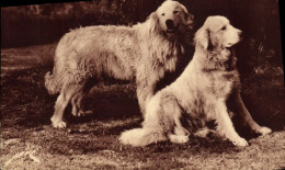Delcampe - CPA Chien Chiens Des Pyrenees Gardiens Des Troupeaux Contre L'ours - Perros