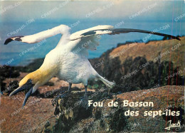 Delcampe - CPM Les Oiseaux De Mer La Cote De Granit Rose L'Archipel Des Sept Iles - Pájaros
