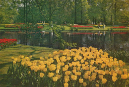 Delcampe - Nederland Lisse Keukenhof Bloementuin Tulpen Vijver Unposted #SBY616 - Lisse