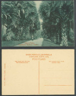Delcampe - Ceylon Old Postcard Talipol Palms Peradeniya Gardens Palm Trees Botanical Garden - Sri Lanka (Ceylon)