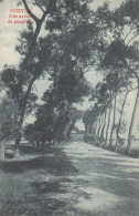 Delcampe - KOKSIJDE  AVENUE DE PEUPLIERS - Koksijde