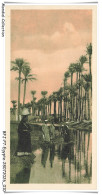 Delcampe - BFJP7-0546-EGYPTE - CAIRO - Palm Tress On The Nile - Kairo