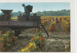 Delcampe - VITICULTURE LES VENDANGES DANS LE VAL DE LOIRE - Weinberge