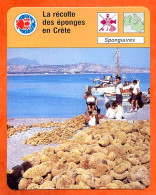 Delcampe - La Récolte Des éponges En Crete Fiche Illustrée Cousteau  N° 1869 - Animaux