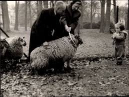 Delcampe - Photo CPA Princesse Juliana Der Niederlande, Princesse Margriet, Schafe, 1946 - Königshäuser