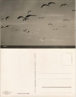 Delcampe - Ansichtskarte Zingst Möwen über Dem Meer 1930 - Zingst