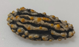 Delcampe - Real Dried Varicose Wart Slug Specimen..34 Mm(Phyllidia Varicosa) Ethically Sourced Marine And Sea Life Oddity...item  4 - Coquillages
