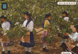 Delcampe - Portugal Portimão Algarve Women In Traditional Dresses Gathering Figs #SBC915 - Faro