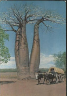 Delcampe - République Malgache  - Côte Ouest - Baobab En Forme De Chandelier - Baobab In Candelstick Form - (P) - Madagaskar