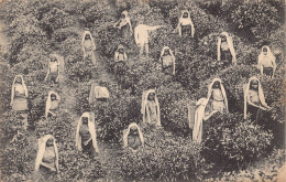 Delcampe - A832 Ceylon Sri Lanka Tea Pluckers At Work Ethnic Women Vintage Postcard - Sri Lanka (Ceylon)