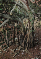 Delcampe - ITALIE SIRACUSA ARBRE SECULAIRE - Sonstige & Ohne Zuordnung