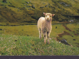 Delcampe - Faroe Islands PPC Spring Forår. Sheep Scharf SEJRBO & JENSEN's Eftf. Commercial Card 1972 (2 Scans) - Féroé (Iles)
