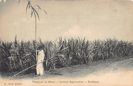 Delcampe - Brasil - CAMPINAS - Plantação De Canna - Instituto Agronomico - Ed. G. Gaensly 71 - Autres & Non Classés