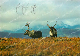 Delcampe - CPM Reindeer Norway - Norwegen