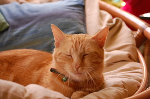 casimir2